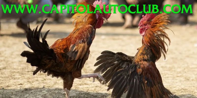 Đá Gà Trực Tiếp - Ưu đãi đặc biệt